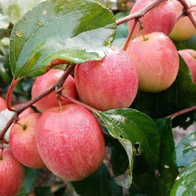 My Dream Nursery Ber Apple Plant(Hybrid, Pack of 1)