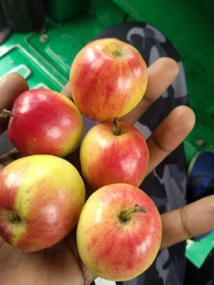 PB honey priya plant Ber Apple Plant(Hybrid, Pack of 1)