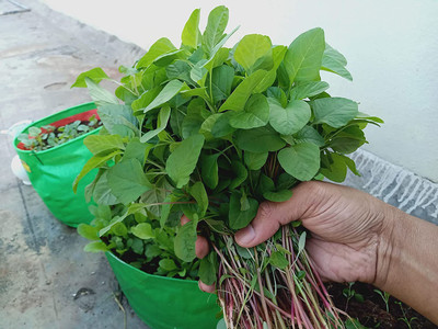 KANAYA Green/Cholai Red Saag Seed(15 per packet)