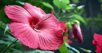 ANUSHKA GREEN BLISS Hibiscus Plant(Hybrid, Pack of 1)