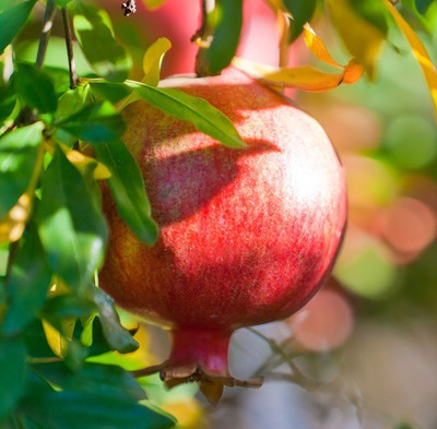 XOLDA Pomegranate Anaar Seed(27 per packet)