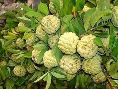 Vijay Sales Custard Apple Plant(Hybrid, Pack of 1)