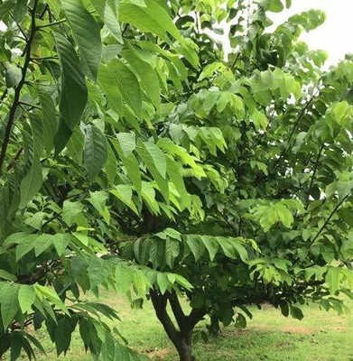 Aywal custard apple Seed(9 per packet)