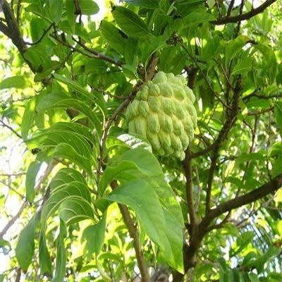 Aywal Custard apple fruit (setaphal) Seed(7 per packet)