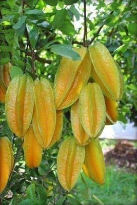 FSK Star Fruit Carambola Grafted Plant(Hybrid, Pack of 1)