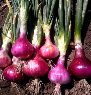 seedagro fresh onion vegetable hybrid seeds 1-packet Seed(85 per packet)