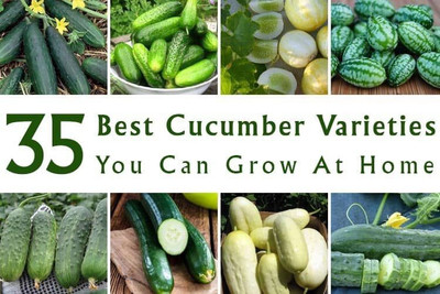 FRESHO fresh cucumber vegetable hybrid seeds 1-packet Seed(70 per packet)