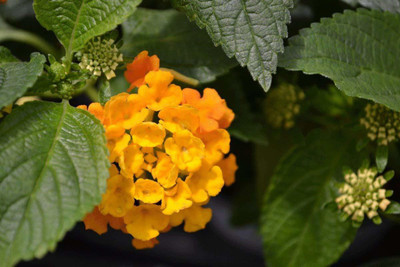Ukanda Lantana Plant(Hybrid, Pack of 1)