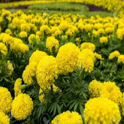 KANAYA Marigold French Flower Seed(20 per packet)