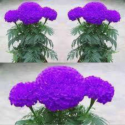 KANAYA Marigold Flower Seed(15 per packet)