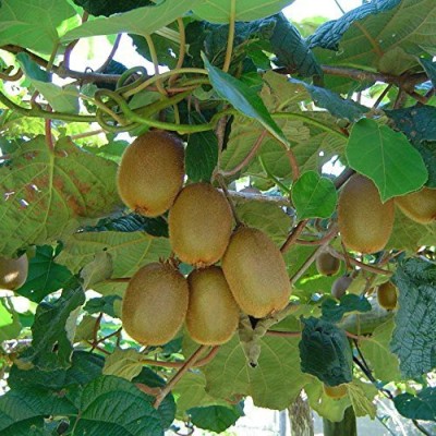 My Dream Nursery Kiwi Plant(Hybrid, Pack of 1)