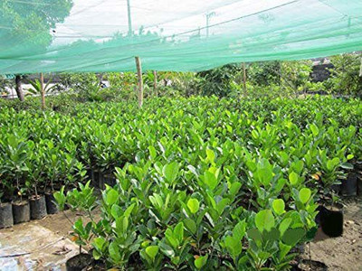 AquinnahGaden Jackfruit Plant(Hybrid, Pack of 1)