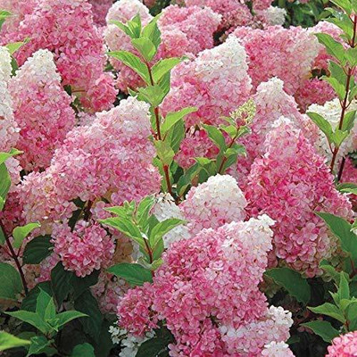 SeedsVille Strawberry Hydrangea Flower Seed(50 per packet)