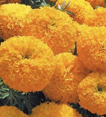 KANAYA African Marigold/ Gainda Flower Seed(750 per packet)