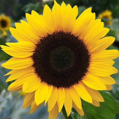 ALPINE HYBRID SEEDS SUNFLOWER, SURAJMUKHI Seed(20 g)