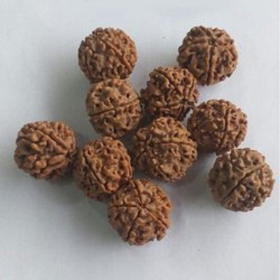 LYRS Ek Mukhi Rudraksha Tree (Elaeocarpus Ganitrus) Seed 13 SEED Seed(13 per packet)