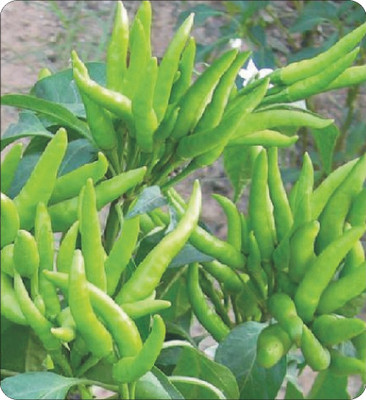 PRADHAM SEEDS CHILLI SURYAMUKI Seed(1 kg)