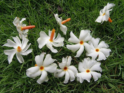 EVY Parijat/Harsingar Plant(Hybrid, Pack of 1)