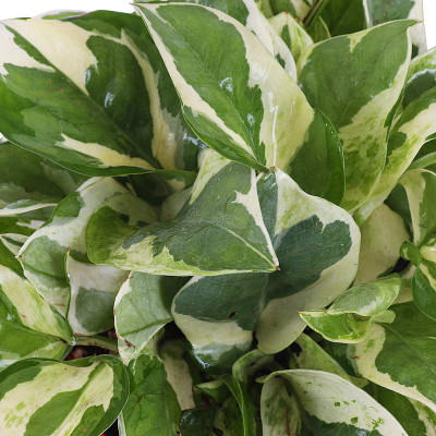 EVY Metallic Money Plant(Hybrid, Pack of 1)