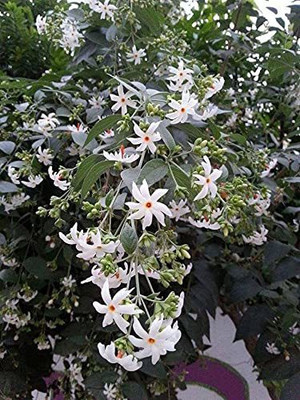 Aywal Harshringar Flower Seed(70 per packet)