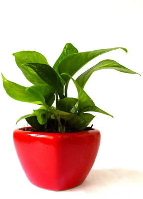 GreenyOn Money Plant(Hybrid, Pack of 1)