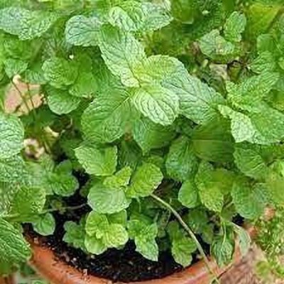 Aquinnah Graden Mint Plant(Hybrid, Pack of 1)