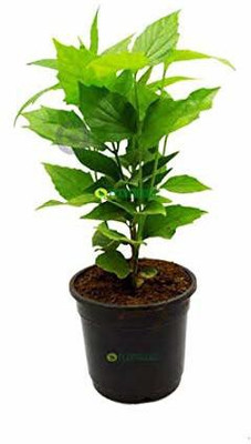FURYHUB Parijat/Harsingar Plant(Hybrid, Pack of 1)