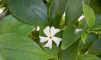 EVY Parijat/Harsingar Plant(Hybrid, Pack of 1)