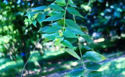 EVY Parijat/Harsingar Plant(Hybrid, Pack of 1)