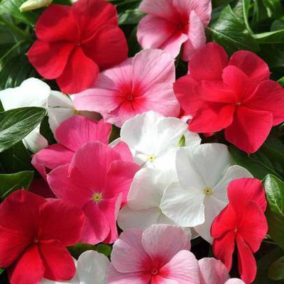 Crapulous Vinca Mix Flower Seed(200 per packet)