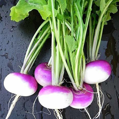 Aywal White Purple Ball Turnip/Shalgam Seed(125 per packet)