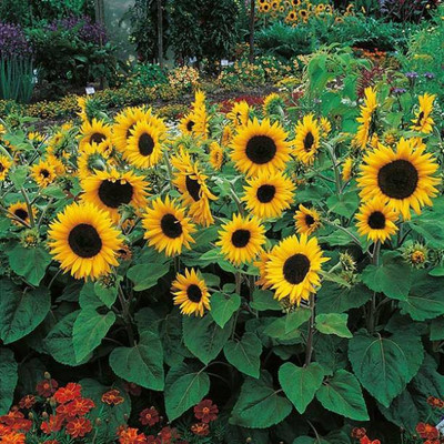 MAA Sunflower Seed(70 per packet)