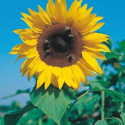 MAA Sunflower Seed(90 per packet)