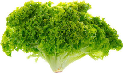 Crapulous Lettuce Curly Hybrid Seed(12 per packet)