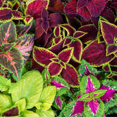 Crapulous Coleus Rainbow Mix Seed(28 per packet)