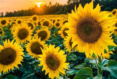 MAA Sunflower Seed(70 per packet)