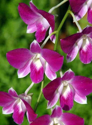 FURYHUB Orchid Plant(Hybrid, Pack of 1)