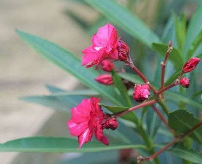 EVY Oleander Plant(Hybrid, Pack of 1)