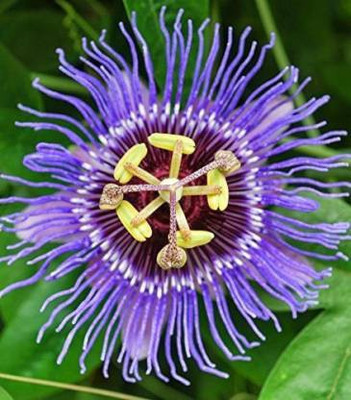 EVY Passion Plant(Hybrid, Pack of 1)