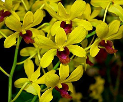 EVY Lily Plant(Hybrid, Pack of 1)