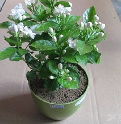 FURYHUB Jasmine Plant(Hybrid, Pack of 1)