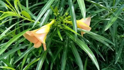 EVY Oleander Plant(Hybrid, Pack of 1)