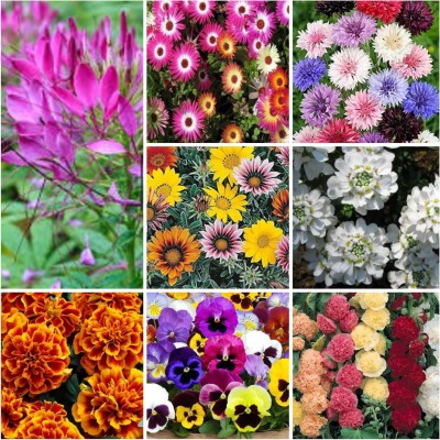 Advance CLOME(SPIDER FLOWER)+MARIGOLD DWARF+PANSY MIX+HOLLYHOCK+GAZANIA+CANDYTUFT+ICE PLANT+CORNFLOWER Seed(20 g)