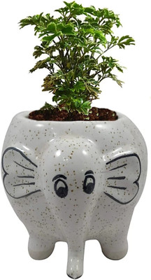 OriginalCeramics Elephant Shaped White Ceramic Pot Plant Container Set(Ceramic)
