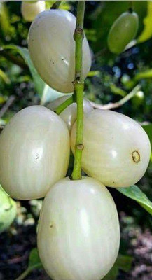 InGreen Java Plum Plant(Hybrid, Pack of 1)