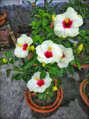 FSK Hibiscus Plant(Hybrid, Pack of 1)