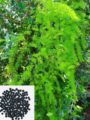 Green World YELLOW NEPALI SHATAVARI / ASPARAGUS RACEMOSUS SEEDS (10 SEEDS) Seed(10 per packet)