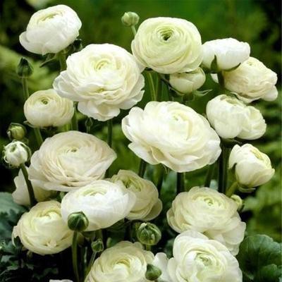 Audbhidhi Ranunculus (White) Flower Bulbs Plant Seeds for Winter Home Gardening Planting Seed(10 per packet)