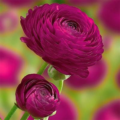 Audbhidhi Ranunculus (Purple) Flower Plant Bulbs For Winter Season For Home Gardening Seed(15 per packet)