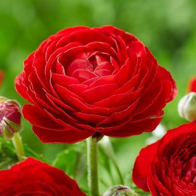 Audbhidhi Audbhidhi Ranunculus Red Imported Flower Bulbs for All Season ( PACK OF 20 BULBS ) Seed(20 per packet)